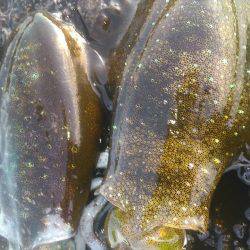 朝イチフィーッシュ❤❤❤❤